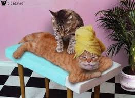 massage -katter